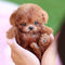 Chiot Toy Pudel Miniaturowy Miś Teddy